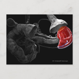 Kunstmatige 3d rendering van de milt briefkaart