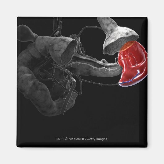 Kunstmatige 3d rendering van de milt magneet (Voorkant)
