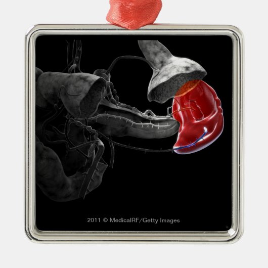 Kunstmatige 3d rendering van de milt metalen ornament (Voorkant)