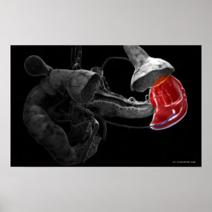 Kunstmatige 3d rendering van de milt poster