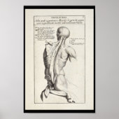Kunstmatige anatomie Rugspieren Kunst Afdrukken Poster (Voorkant)