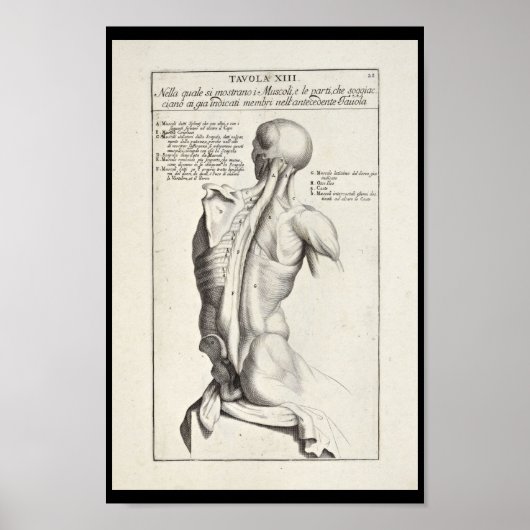 Kunstmatige anatomie Rugspieren Kunst Afdrukken Poster (Voorkant)