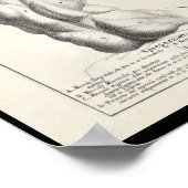 Kunstmatige anatomie Rugspieren Kunst Afdrukken Poster (Hoek)