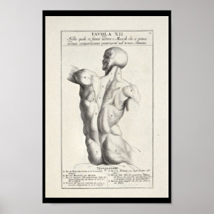 Kunstmatige anatomie Rugspieren Kunst Afdrukken Poster