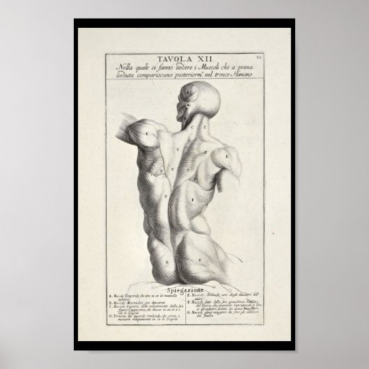 Kunstmatige anatomie Rugspieren Kunst Afdrukken Poster (Voorkant)