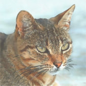 Kunstmatige Cartoon Stijl tabby Cat RB Sticker (Voorkant)