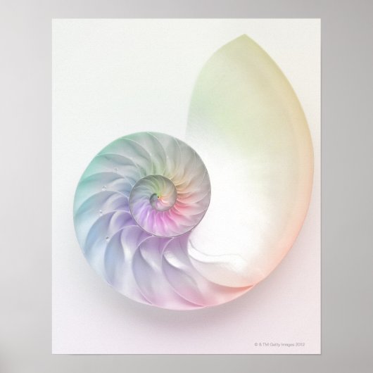 Kunstmatige gekleurde nautilus afbeelding poster (Voorkant)