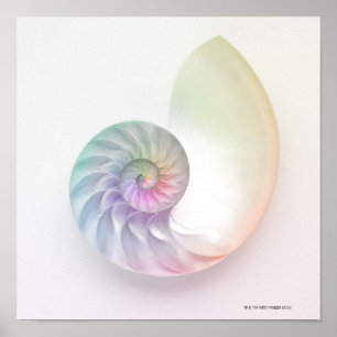 Kunstmatige gekleurde nautilus afbeelding poster