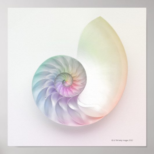 Kunstmatige gekleurde nautilus afbeelding poster (Voorkant)