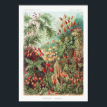 Kunstmatige illustratie Natuur Ernst Haeckel Poster<br><div class="desc">Kunstmatige illustratie Natuur Ernst Haeckel Poster</div>