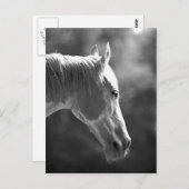 Kunstpaarden met zwarte en witte Pop Briefkaart (Voorkant / Achterkant)