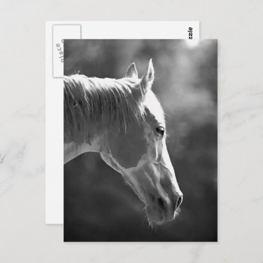 Kunstpaarden met zwarte en witte Pop Briefkaart (Voorkant / Achterkant)