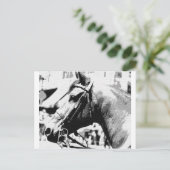 Kunstpaarden met zwarte en witte Pop Briefkaart (Staand voorkant)