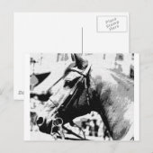 Kunstpaarden met zwarte en witte Pop Briefkaart (Voorkant / Achterkant)