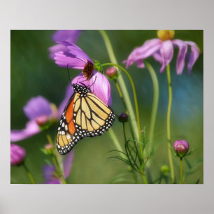 Kunstposter met Monarchvlinder en Cosmosbloemen Poster