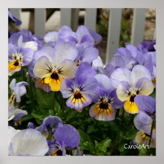 KunstPoster "Pansy Blues Fence" Poster (Voorkant)