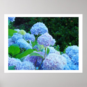 Kunstprenten decoratieve blauwe hortensia bloemen poster