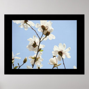 Kunstprenten met witte bloesem bloemen Magnolia Poster