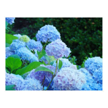 Kunstprenten posters van blauwe hortensia bloemen
