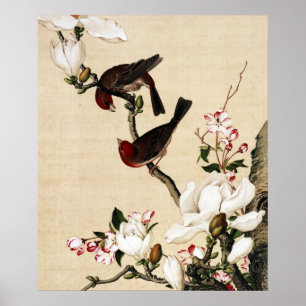 Kunstprint met witte magnolia en vogels in vintage poster