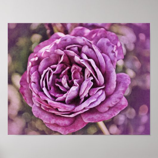 Kunstprint Paarse Roos Fotografie Poster (Voorkant)
