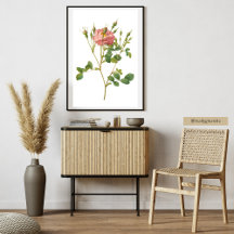 Kunstprint van delicate roze roos botanische afbee