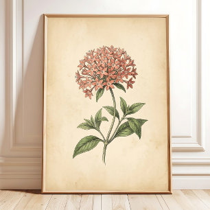 Kunstprint van Vintage Pentas Bloem Poster