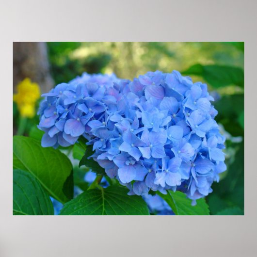 Kunstprintcadeaus Blauwe Hortensia Bloementuin Poster (Voorkant)