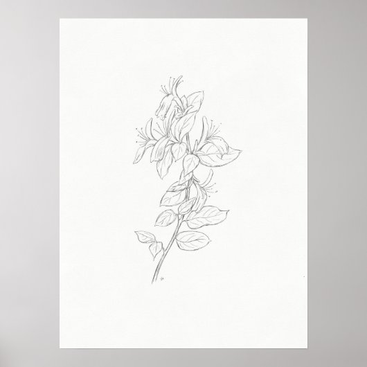 Kunstprinten van Honeysuckle Poster (Voorkant)