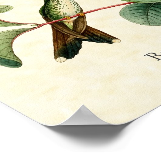 Kunstprinten voor boogstaarten poster (Hoek)