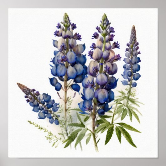 Kunstprintposter Blauwe Lupinebloem Poster (Voorkant)