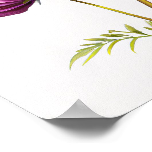 Kunstprintposter met paarse Cosmo-bloemen Poster (Hoek)