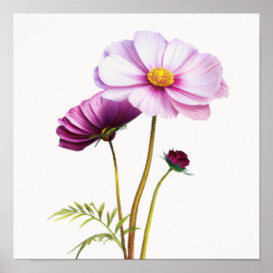 Kunstprintposter met paarse Cosmo-bloemen Poster