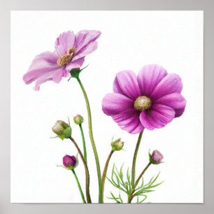 Kunstprintposter met paarse Cosmos-bloemen Poster