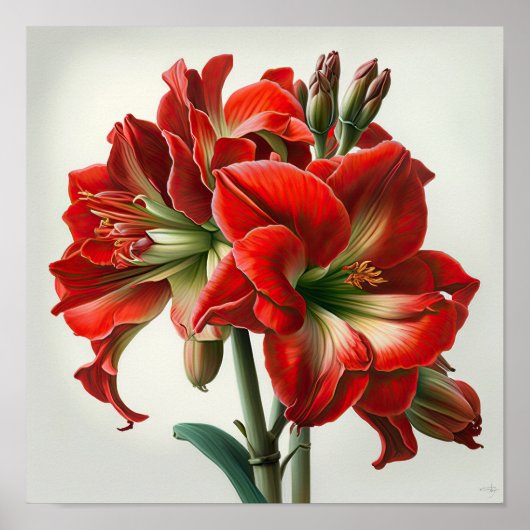 Kunstprintposter Rode Amaryllisbloem Poster (Voorkant)