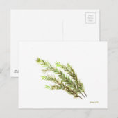 Kunstschilderij van rozemarijnkeuken waterverf briefkaart (Voorkant / Achterkant)