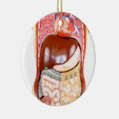 Kunststof menselijke romp met organen op wit keramisch ornament (Rechts)