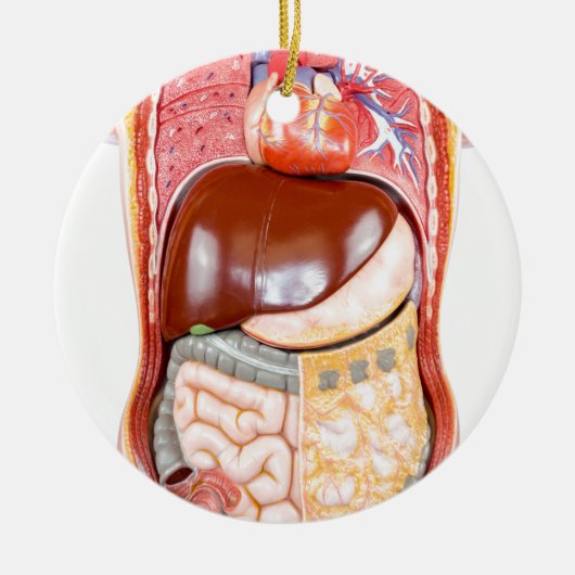 Kunststof menselijke romp met organen op wit keramisch ornament (Voorkant)