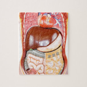 Kunststof menselijke romp met organen op wit legpuzzel