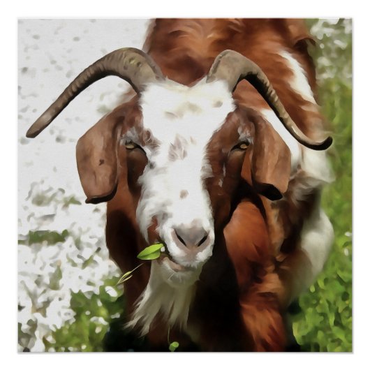 Kunstthetisch filmpje van een geit perfect poster (Voorkant)