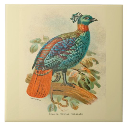  Kunstvogels Colorful Pheasant Illustratie Tegeltje (Voorkant)