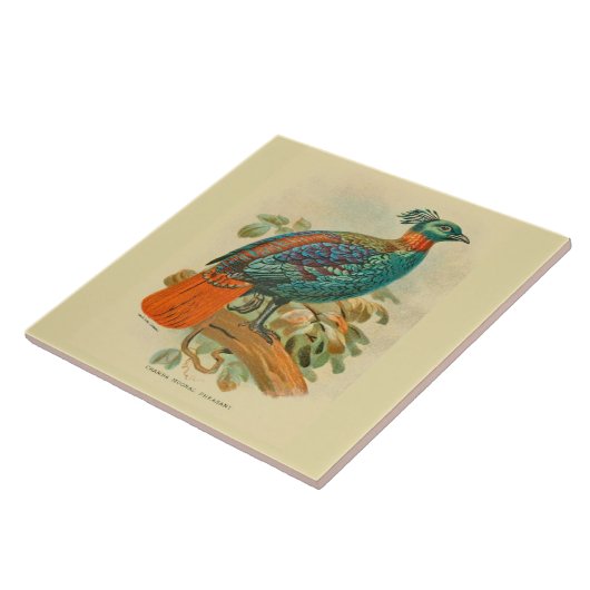  Kunstvogels Colorful Pheasant Illustratie Tegeltje (Zijkant)