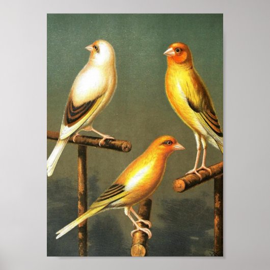  kunstvogels — vogelkanarische en-kooivogels — Gol Poster (Voorkant)