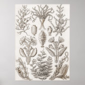 Kunstvormen in Natuur - Ernst Haeckel Poster (Voorkant)