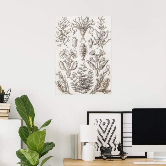 Kunstvormen in Natuur - Ernst Haeckel Poster (Thuiskantoor)