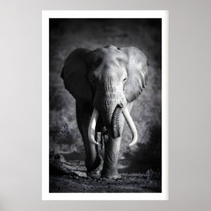Kunstwerk olifant minimalistisch zwart & wit poster