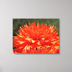 Kunstwerk op canvas Oranje Dahlia Bloemen Dahlias Afdruk