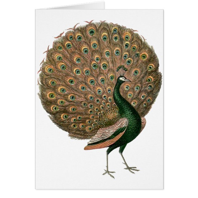  kunstwerk Peafowl (pauw) loodgietersgroen goud (Voorkant)