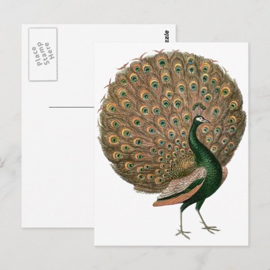  kunstwerk Peafowl (pauw) loodgietersgroen goud Briefkaart (Voorkant / Achterkant)
