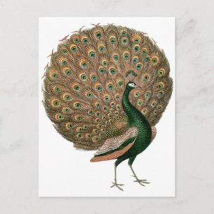 kunstwerk Peafowl (pauw) loodgietersgroen goud Briefkaart
